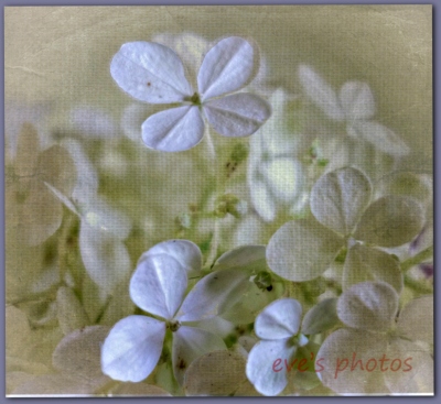 White Hortensia taken inside, used with a texture. 